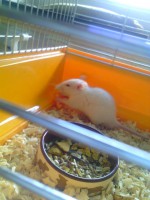 Theodor